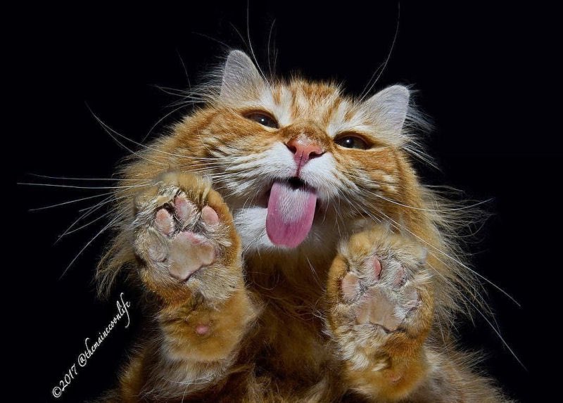 Cats on glass part 2, a thread: