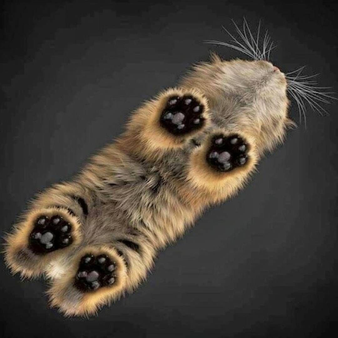 Cats on glass part 2, a thread: