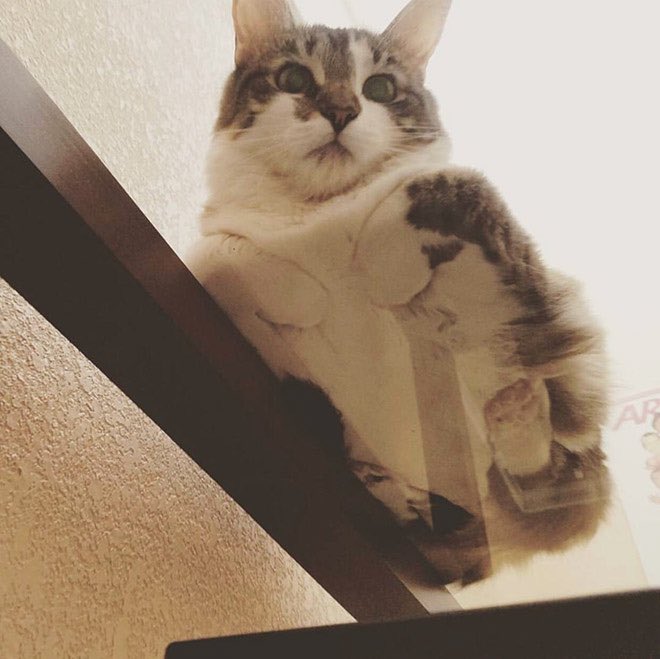 Cats on glass part 2, a thread: