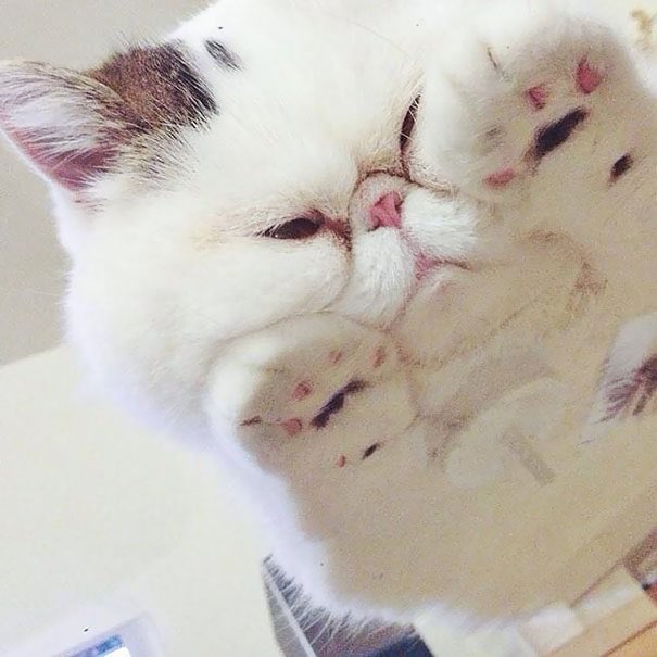 Cats on glass part 2, a thread: