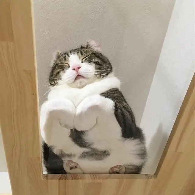 Cats on glass part 2, a thread: