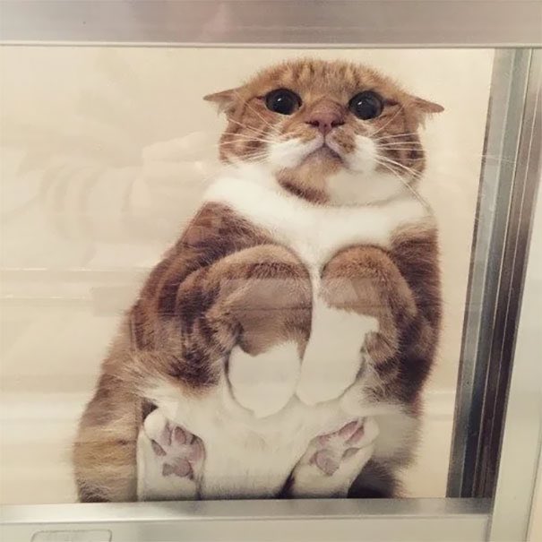 Cats on glass part 2, a thread: