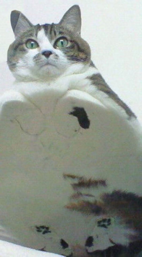 Cats on glass part 2, a thread: