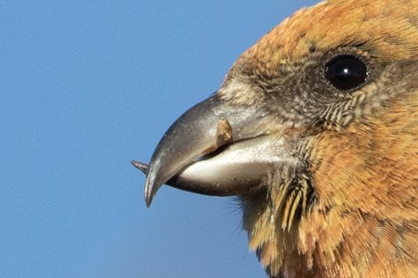 basically, the crossbill's bill is nature's little crowbar and i love that for them. thanks for following along!