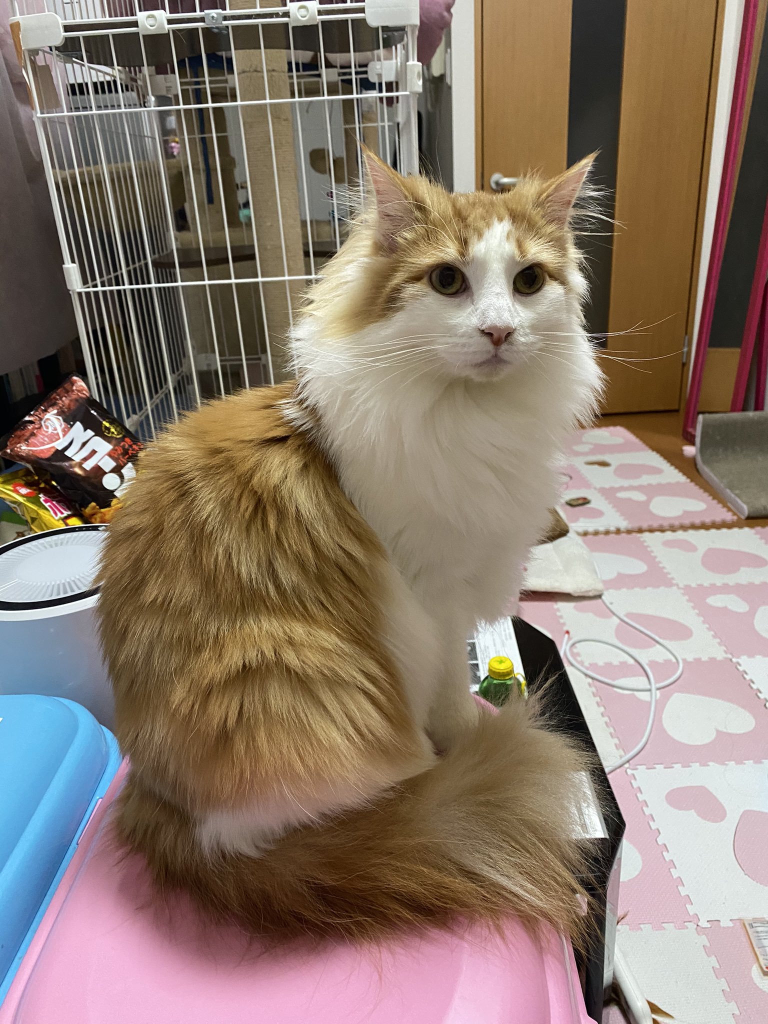 のるちゃん ノルウェージャンフォレストキャット のるちゃんは たまに犬みたい って言われるんですが ノルウェージャンは昔 犬と猫のハーフだと 思われてたらしいです W W W 何でもクンクンするし 性格も犬みたいですよね ノルウェー