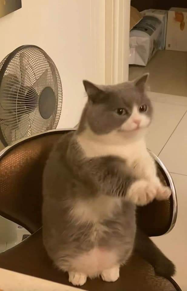 Meowed's tweet photo. Me slowly realizing it was all my fault

#meowed #meowedofficial #TheMeowedClub https://t.co/WKbbjlnrfH