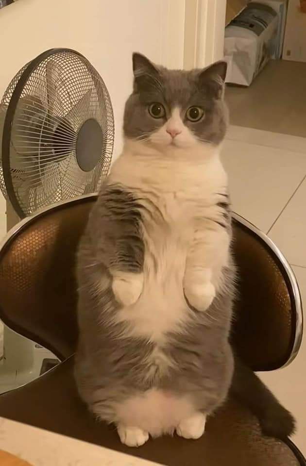 Meowed's tweet photo. Me slowly realizing it was all my fault

#meowed #meowedofficial #TheMeowedClub https://t.co/WKbbjlnrfH