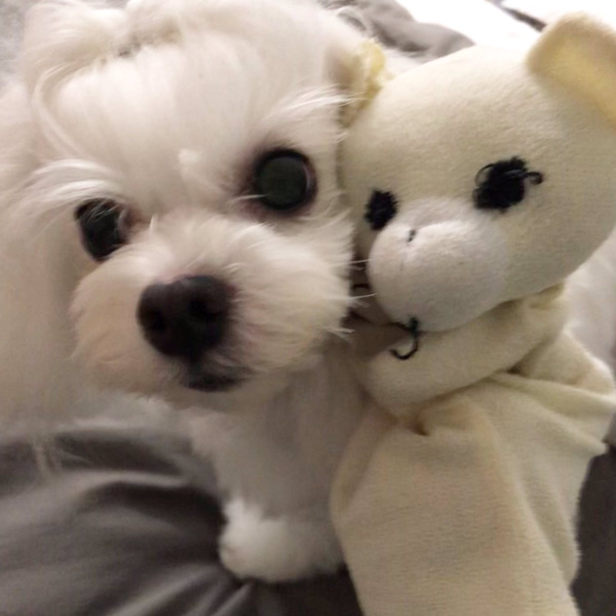 winfifie's tweet photo. me favourite puppet 🐶❤️
#biethemaltesegirl #maltese #malteseofficial #malteselovers #maltesedog #malteses #maltesegram #malteseworld #malteseoftheday #malteseclub #maltesefamily #happymaltese #malteselife #cutemaltese #love #goodvibes #family #cutedogs #cuteanimals https://t.co/cHbk9cqmGL
