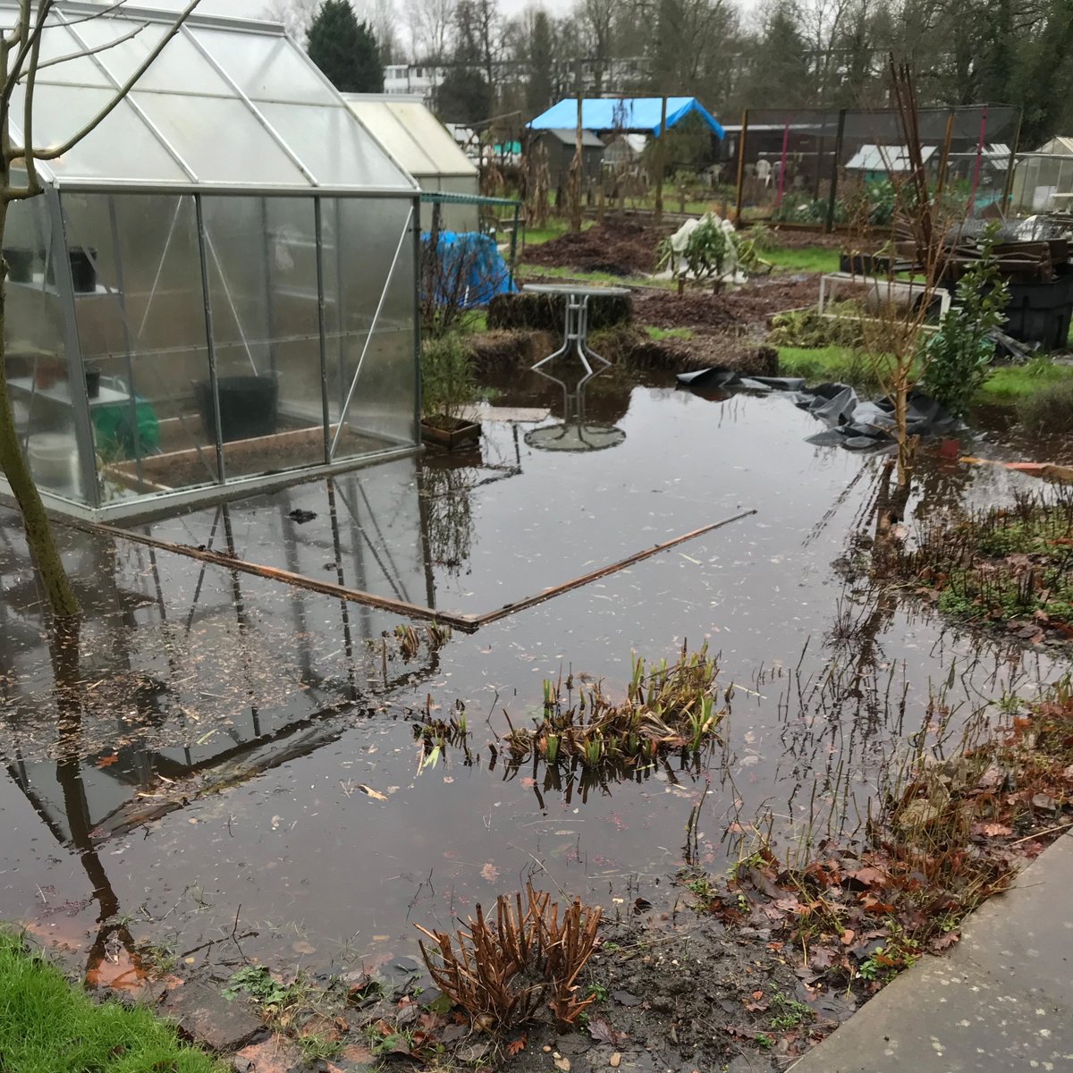 finchleyhs's tweet photo. Dollis Brook reaches plots for first time we can recall https://t.co/v6UlEcNA5i