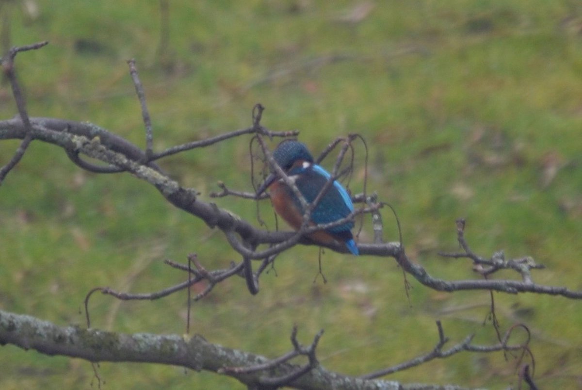 Lavender712's tweet photo. Zonet een IJsvogel gespot bij ons in de tuin. Leuk he. https://t.co/oTIQZ0rrOm