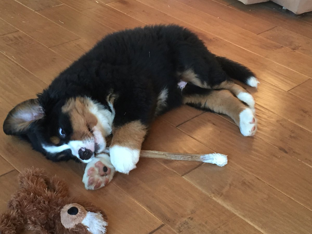 You can’t be pawsitive without paws.
Also hard to be a proton without pawsitivity (a + subatomic pawticle within the nucleus of an atom)
The “paw”uns are strong this morning.
You can’t have an awwww without a paaaaw.
Ok.  I’ll stop.
#ThrowbackThursday #dogs