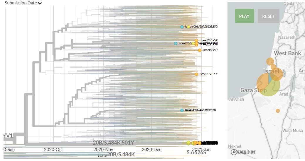 Israel has 35 new sequences (orange). Some of these show separate introductions, but many link with older sequences, indicating ongoing local transmission.5/18