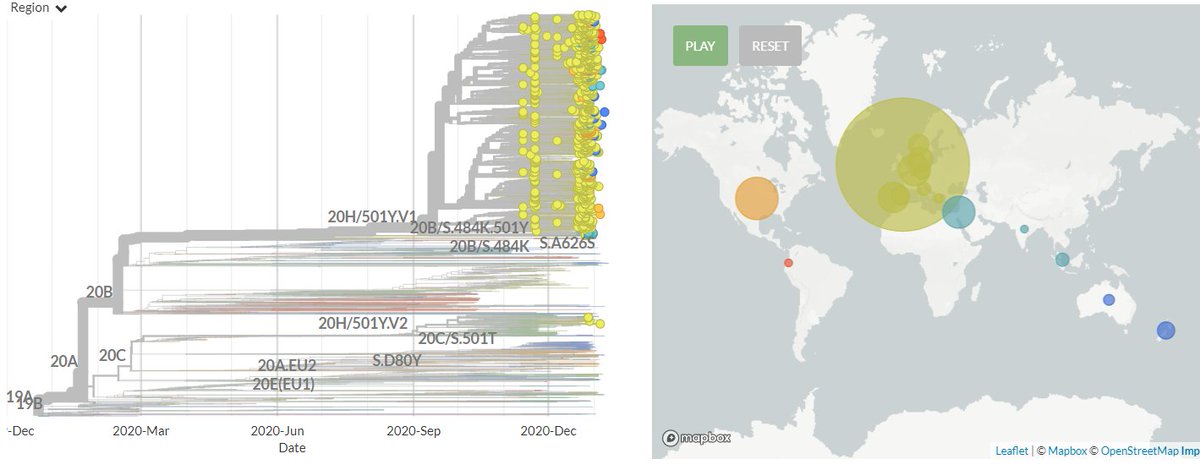 The focal S:N501 build is now updated with data from 13 Jan!There are a total of 247 non-UK & non-South African sequences in 501Y.V1 (B.1.1.7  #b117) & 501Y.V2.I'll do an additional thread later on, covering S:E484 & the 'Ohio variants'.1/18 https://nextstrain.org/groups/neherlab/ncov/S.N501?p=grid