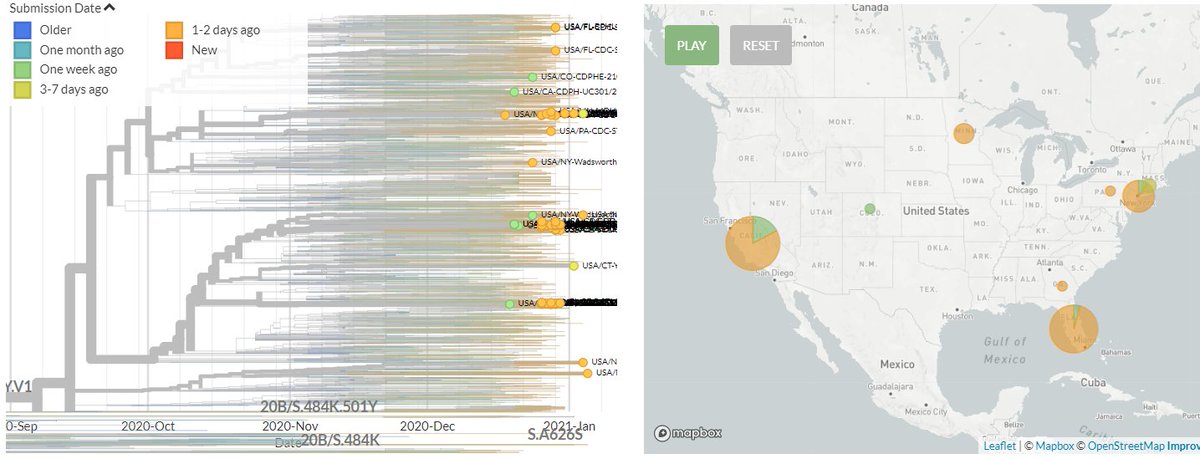 The USA has 61 new sequences (orange), from Florida, Minnesota, California, Pennsylvania, & New York. A few of these represent separate introductions. Others form distinct clusters that may indicate ongoing local transmission.4/18