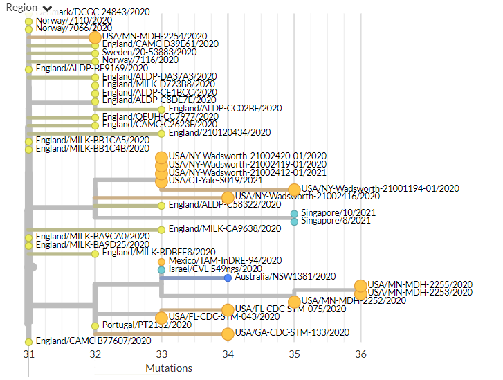 The USA has 61 new sequences (orange), from Florida, Minnesota, California, Pennsylvania, & New York. A few of these represent separate introductions. Others form distinct clusters that may indicate ongoing local transmission.4/18