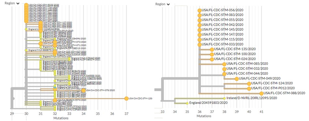 The USA has 61 new sequences (orange), from Florida, Minnesota, California, Pennsylvania, & New York. A few of these represent separate introductions. Others form distinct clusters that may indicate ongoing local transmission.4/18