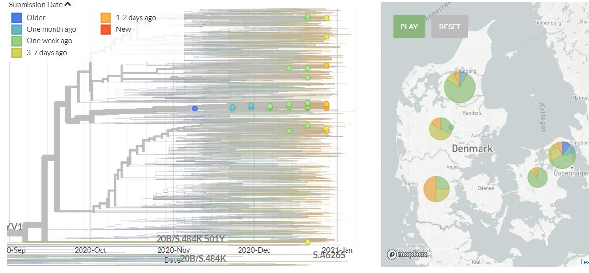 Denmark has 20 new sequences (orange). A few of these indicate separate introductions, but must cluster with older sequences in smaller groups or in the very large Danish group previously identified, indicating local transmission.8/18