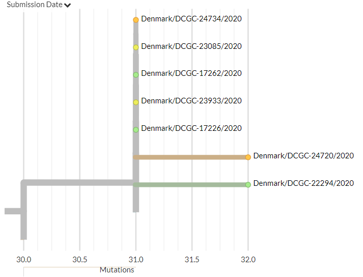 Denmark has 20 new sequences (orange). A few of these indicate separate introductions, but must cluster with older sequences in smaller groups or in the very large Danish group previously identified, indicating local transmission.8/18
