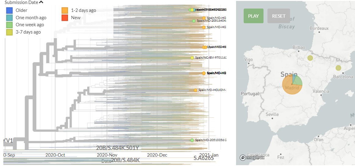 Spain has 11 new sequences (orange). All of these indicate separate introductions, though some new sequences link together to form tight clusters. This could indicate local transmission or a common source.10/18