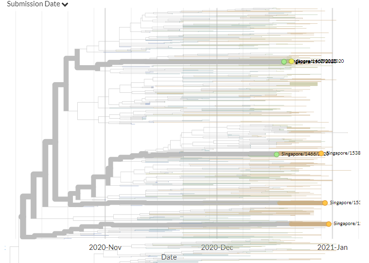 Singapore has 6 new sequences (orange). Though hard to see in zoomed-out view, most of these indicate separate introductions.12/18