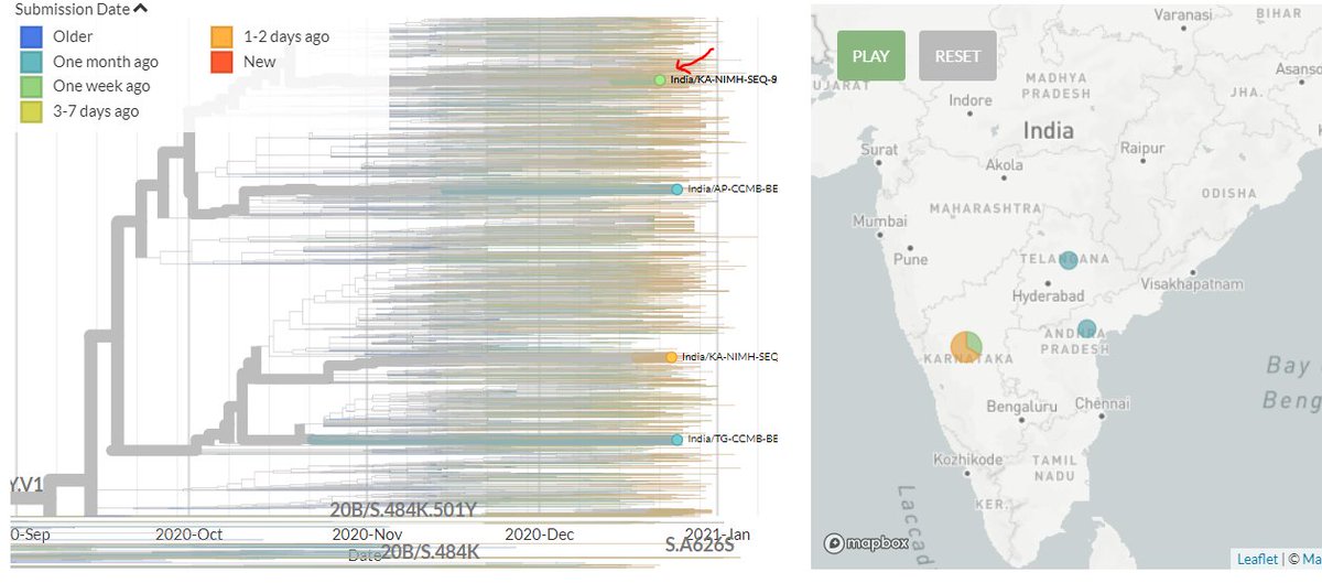 India has 2 new sequences (orange, one hidden behind the green - pic 1). One is a separate introduction, the other links with a previous sequence (pic 2).Belgium has 1 new sequence, which links 1 mutation away from a previous sequence (pic 3).16/18