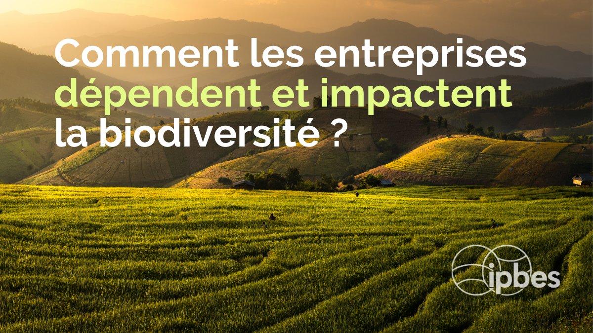 Ipbes En Francais L Ipbesfr Appelle Des Expert E S Pour Aider A Definir La Portee D Une Evaluation Methodologique Sur Les Entreprises Et La Biodiversite Interesse E Pour En Savoir Plus Sur Le