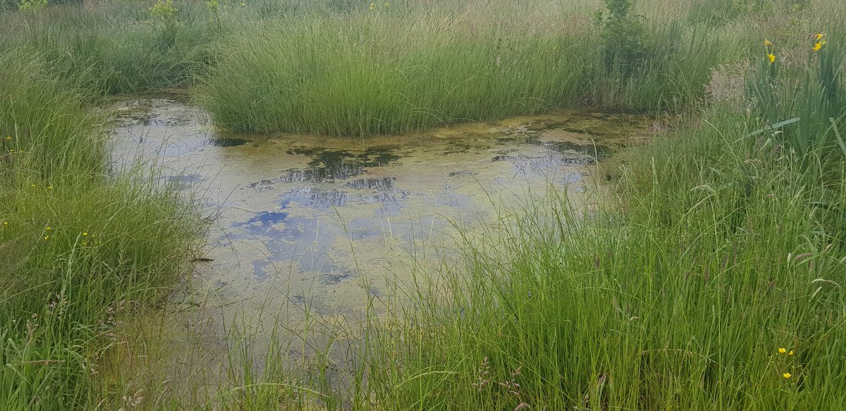 A few teething problems like algal blooms to begin but they both ponds have found some kind of equilibrium at this stage.One has a constant growth of amphibious bistort, which I just lift out and throw on veg garden.
