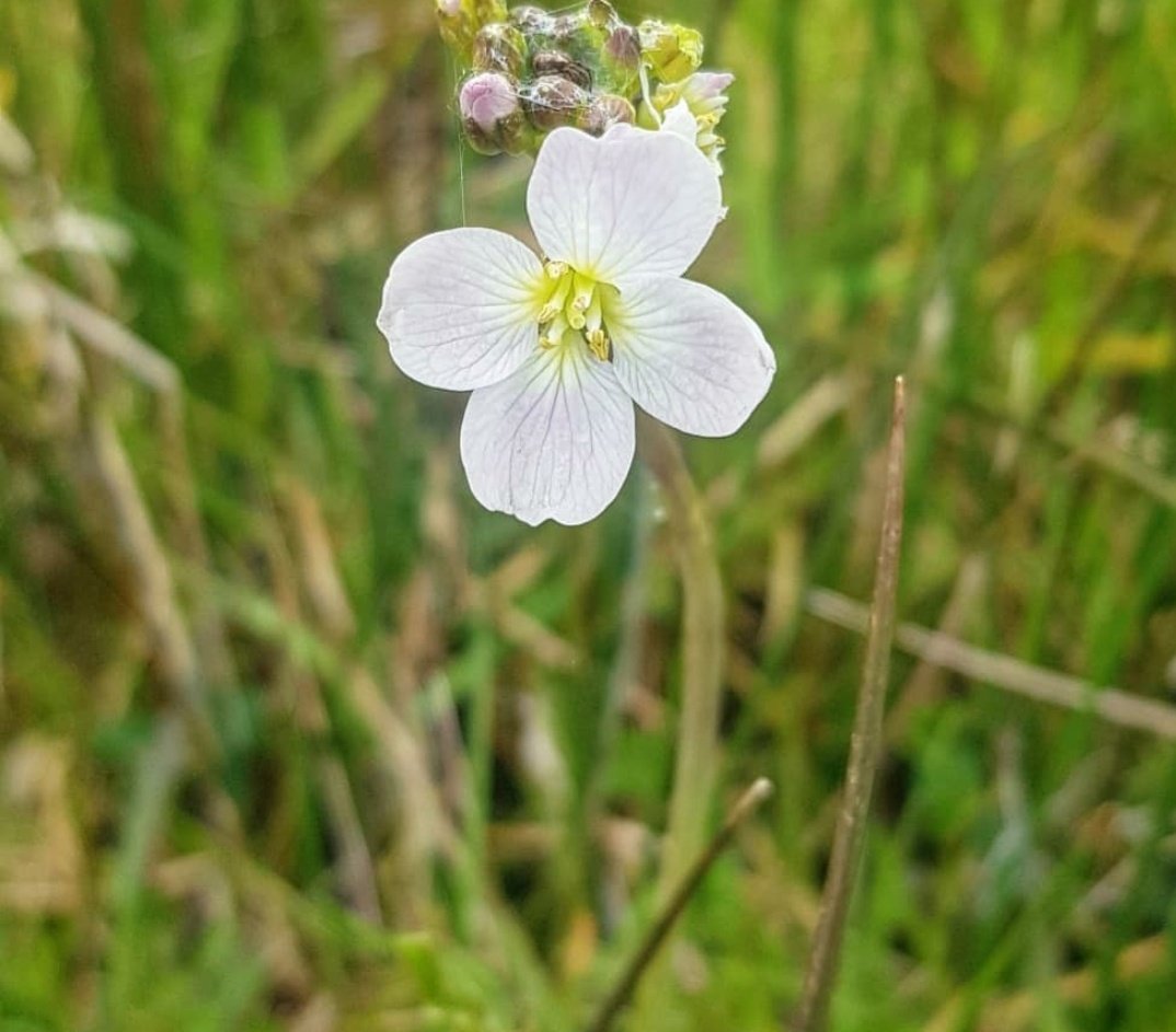 These places are magnets for biodiversity, from the bottom to the top of natures web. I've seen fungi, plants, insects, reptiles, amphibians, birds and mammals all use the water and its edges.Many simply were not there before theponds were dug.