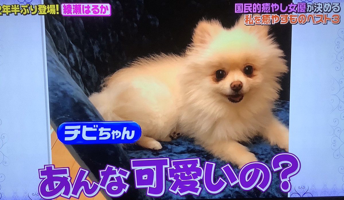 秋麗 Kat Tun上田竜也担 Eternal 龍組 11 3 Shock発売 Twitterren 総長がステイホーム時間が多くて チビさまがシアワセそうでよかった 左 グレかかっていた頃 The夜会 チビ