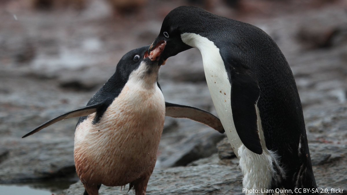 императорский пингвин в антарктиде. птицы которые не летают пингвин. пингвины папуанские гнездо. у какого пингвина есть действия. белый пингвин.