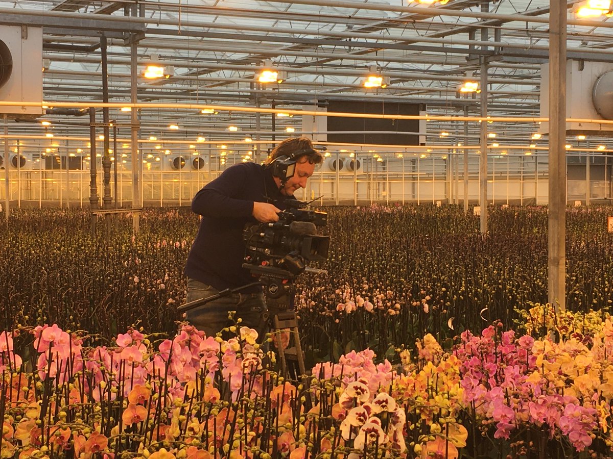 phalaenova1's tweet photo. Something new is coming. Check our socials the coming weeks. #unlimitedcolours #phalaenova #orchids https://t.co/mZw1o8BRt6