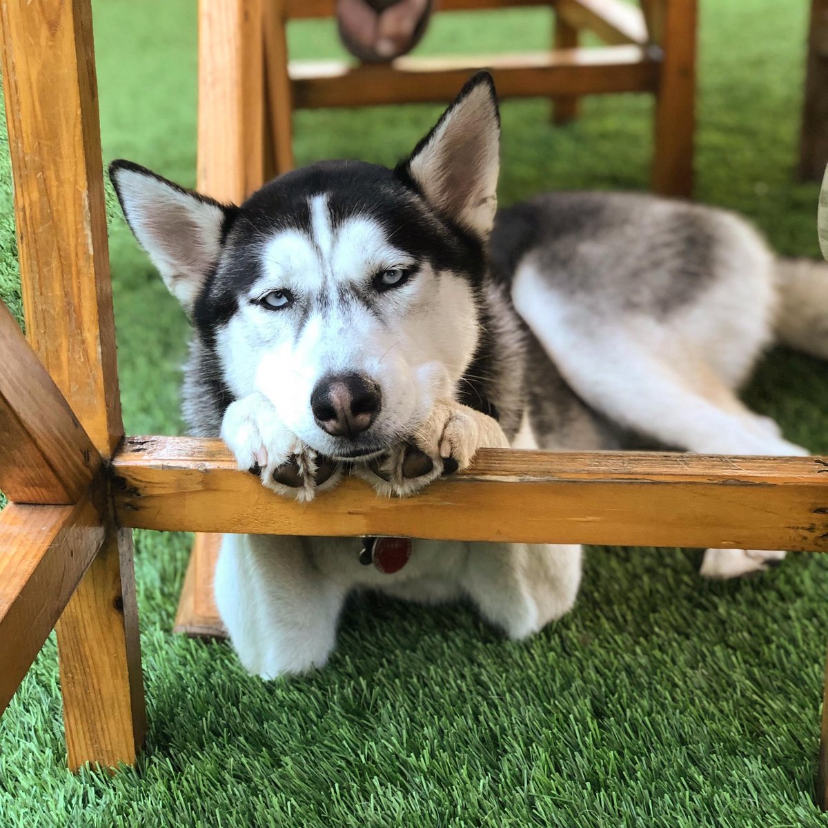 It’s only Thursday?! Ugh...no worries.
Come get your daily dose of stress relief at Dog Bar. We have pup kisses and snuggles galore!
.
#dogtherapy #dailymotivation #huskies #dogkisses #weekdayblues #dogbar
