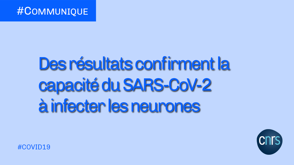 #Communiqué 🗞️ |  Une étude internationale confirme la capacité du #SARSCoV2 à infecter les neurones et en identifie plusieurs conséquences. Les résultats ont été publiés le 12 janvier 2021 dans la revue Journal of Experimental Medicine. #COVID19

➡️ cnrs.fr/fr/des-resulta…