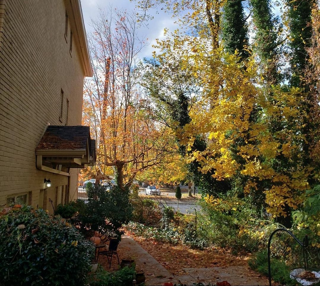 trafficbabe's tweet photo. We used to have the most beautiful view, especially in the Fall. Yesterday, that all went away. Heartbroken, especially for all the pretty birds we had around us. #Freaking2021 #trees #myviewfromhere #treecutting https://t.co/qVJUtLQbo2
