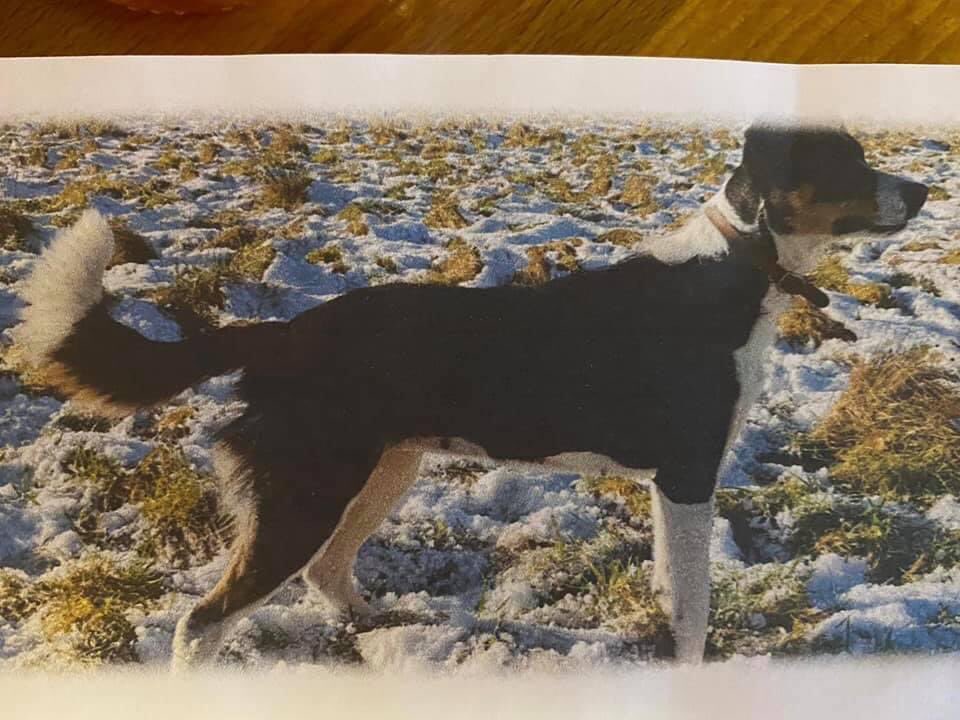 colliesontherun's tweet photo. ❌COPIED adopted a tri-coloured #bordercollie yesterday 13/1/21❌
Chloe.She jumped over fence 14/1 we are looking for her.#Knutsford/#Mobbery nr #TattonPark 07465891396 if found her or if you have any info
Thank you in advance.
Marcelle
https://t.co/2tl1dCtrUy https://t.co/XJn8OanFgu