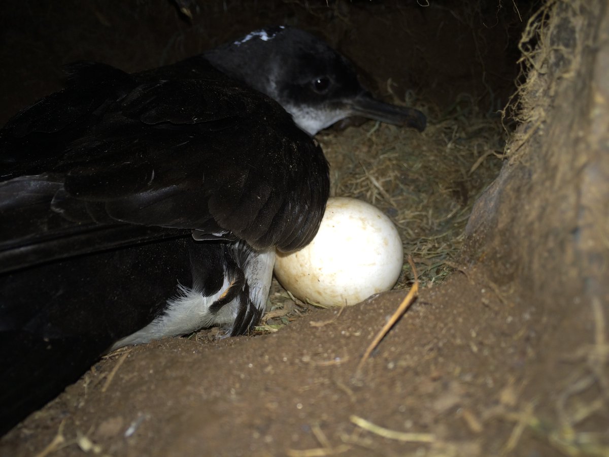 OlliePadget's tweet photo. 2 x Leverhulme funded PhD studentships using GPS tracking to investigate navigation of Manx shearwaters @UniofOxford in the Oxford Navigation Group (@OxZooDept). If you’re interested in #seabirds, #islands and animal #behaviour/#cognition Details here: https://t.co/m5liGOT08x https://t.co/Vkdadsfqwo
