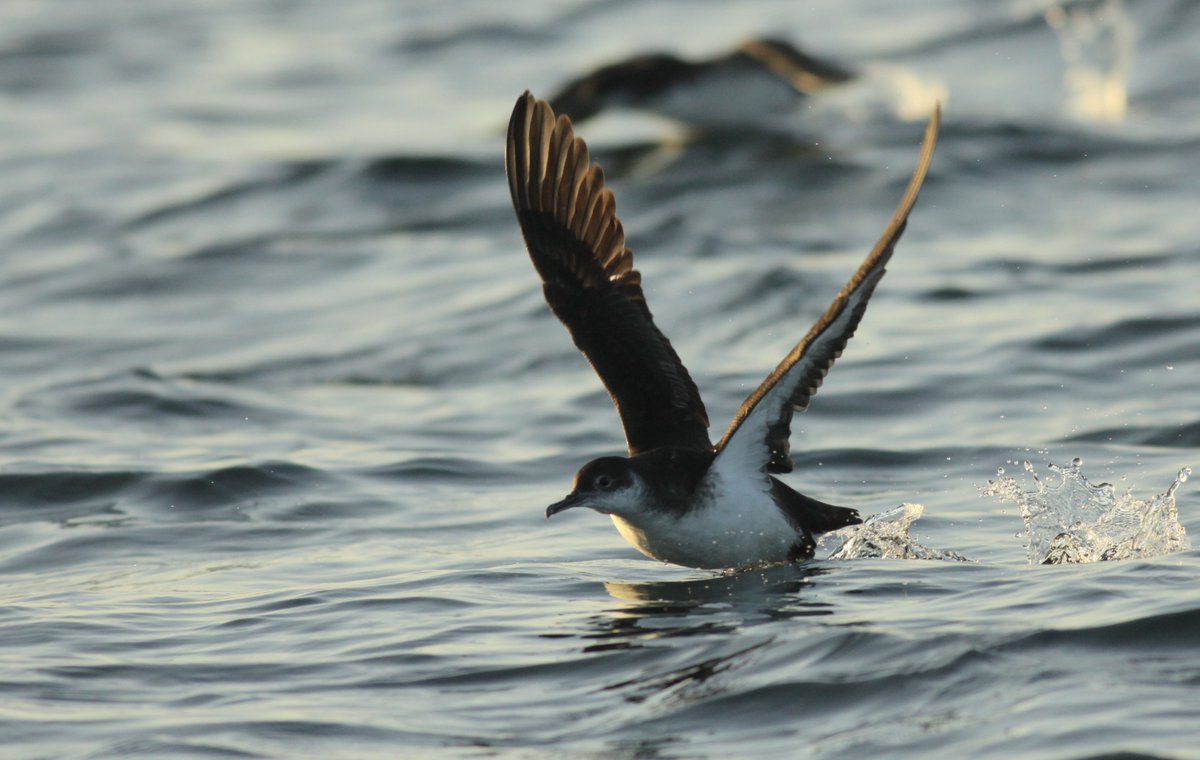 OlliePadget's tweet photo. 2 x Leverhulme funded PhD studentships using GPS tracking to investigate navigation of Manx shearwaters @UniofOxford in the Oxford Navigation Group (@OxZooDept). If you’re interested in #seabirds, #islands and animal #behaviour/#cognition Details here: https://t.co/m5liGOT08x https://t.co/Vkdadsfqwo