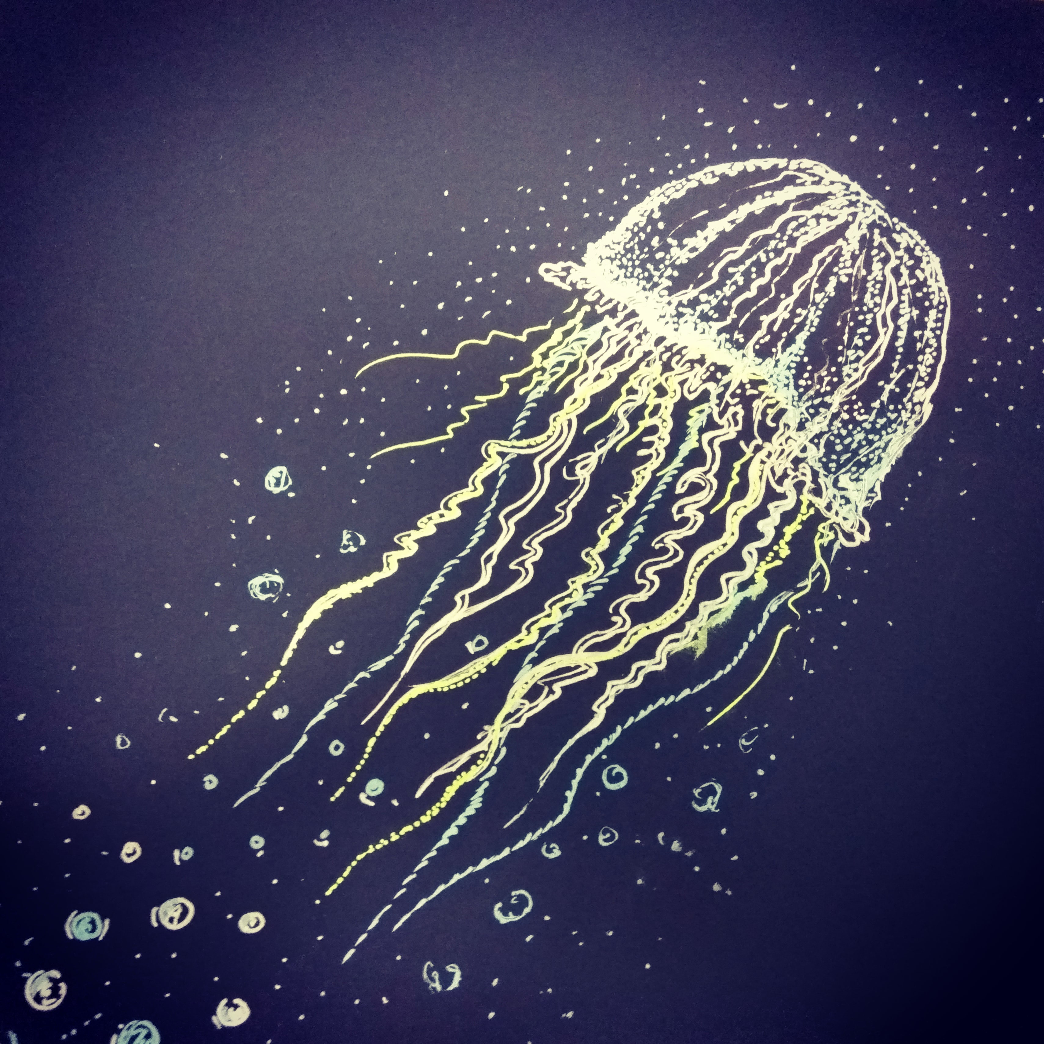Медуза Turritopsis nutricula