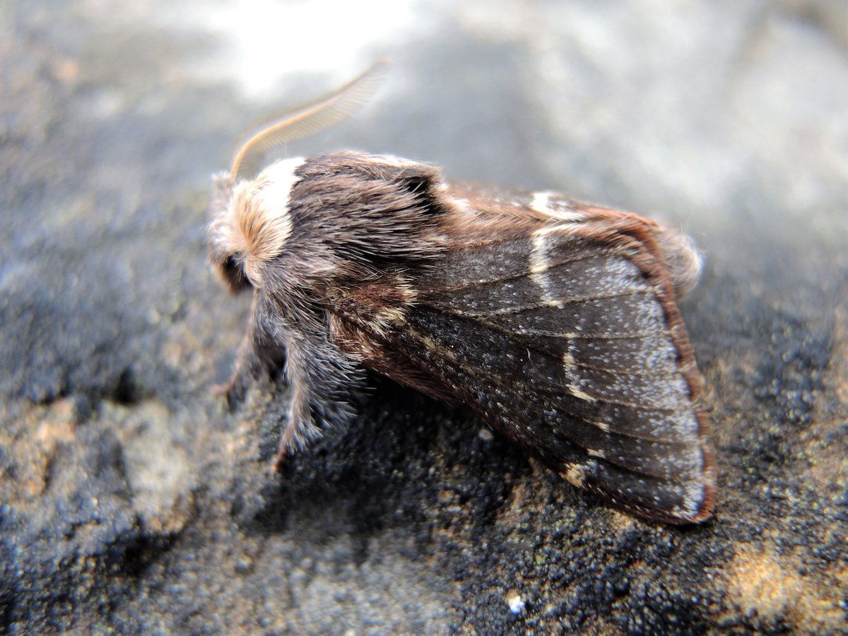 December Moth (a month late!) suitably insulated for cold weather. One of three from my first trap of the year. @DorsetMoths @DorsetWildlife @BC_Dorset #WinterWildlife #Winterwatch #MothsMatter