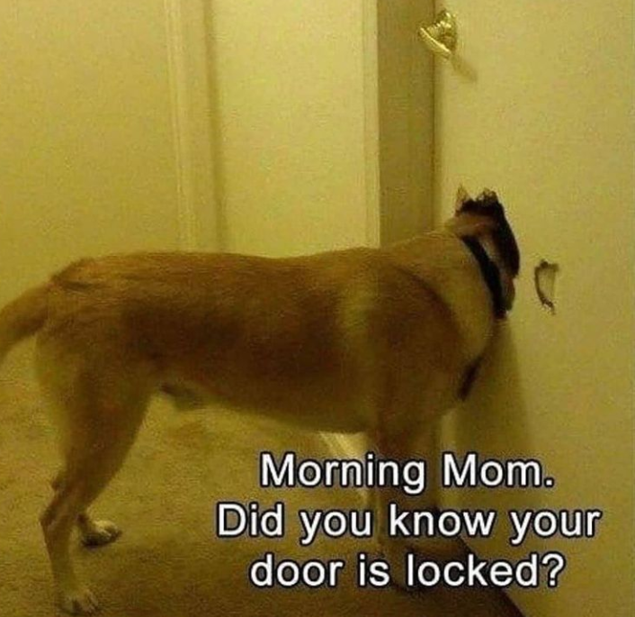 K9Nature's tweet photo. It's funny but really anxiety is no joke. Try our clinically proven Complete Calm natural dog calming treats so you can stay calm during stressful situations.

https://t.co/8LnYdWM5IS https://t.co/bF9mjKp2j2