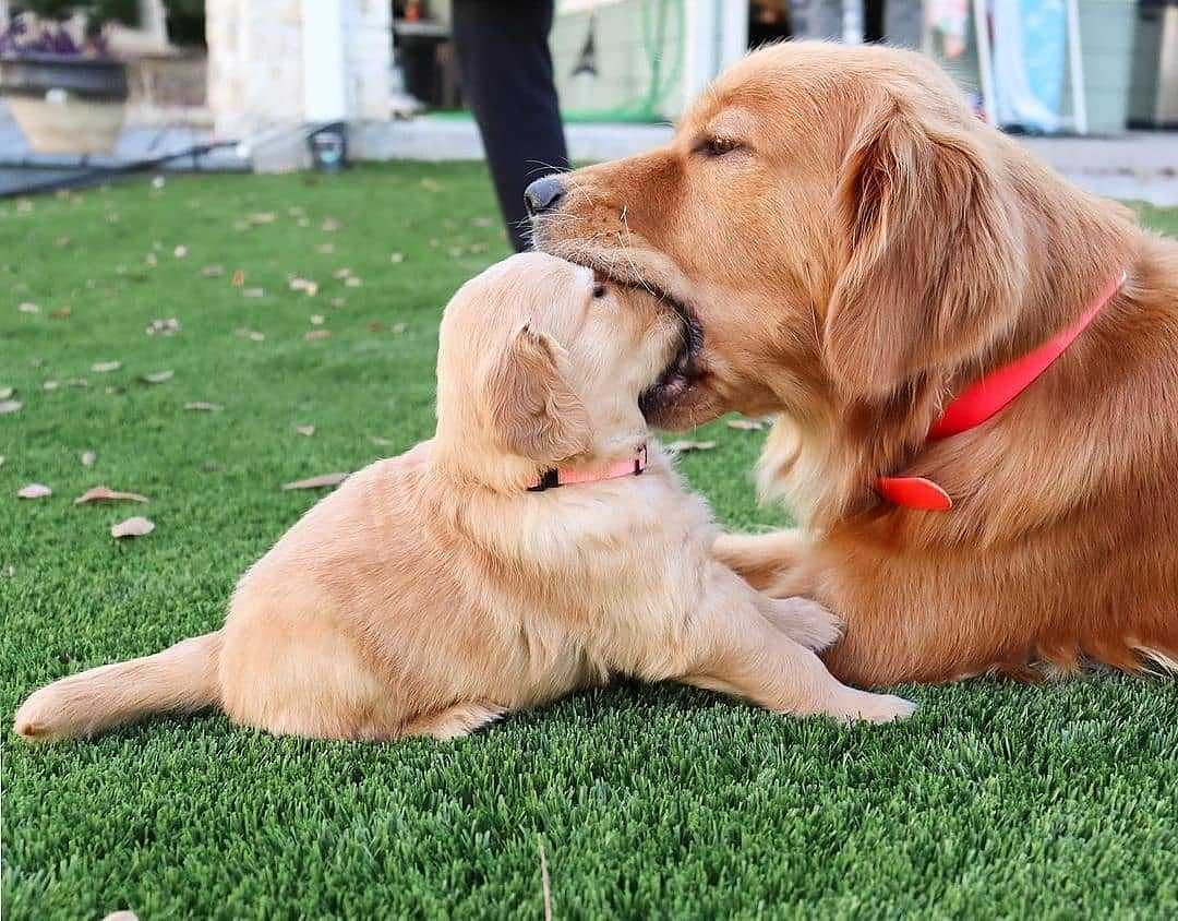 petpicsdaily's tweet photo. More than a mouth full!🤭 #dogsarelove #puppylove #CutenessOverload #petpicsdaily https://t.co/MBtGKnqVNI