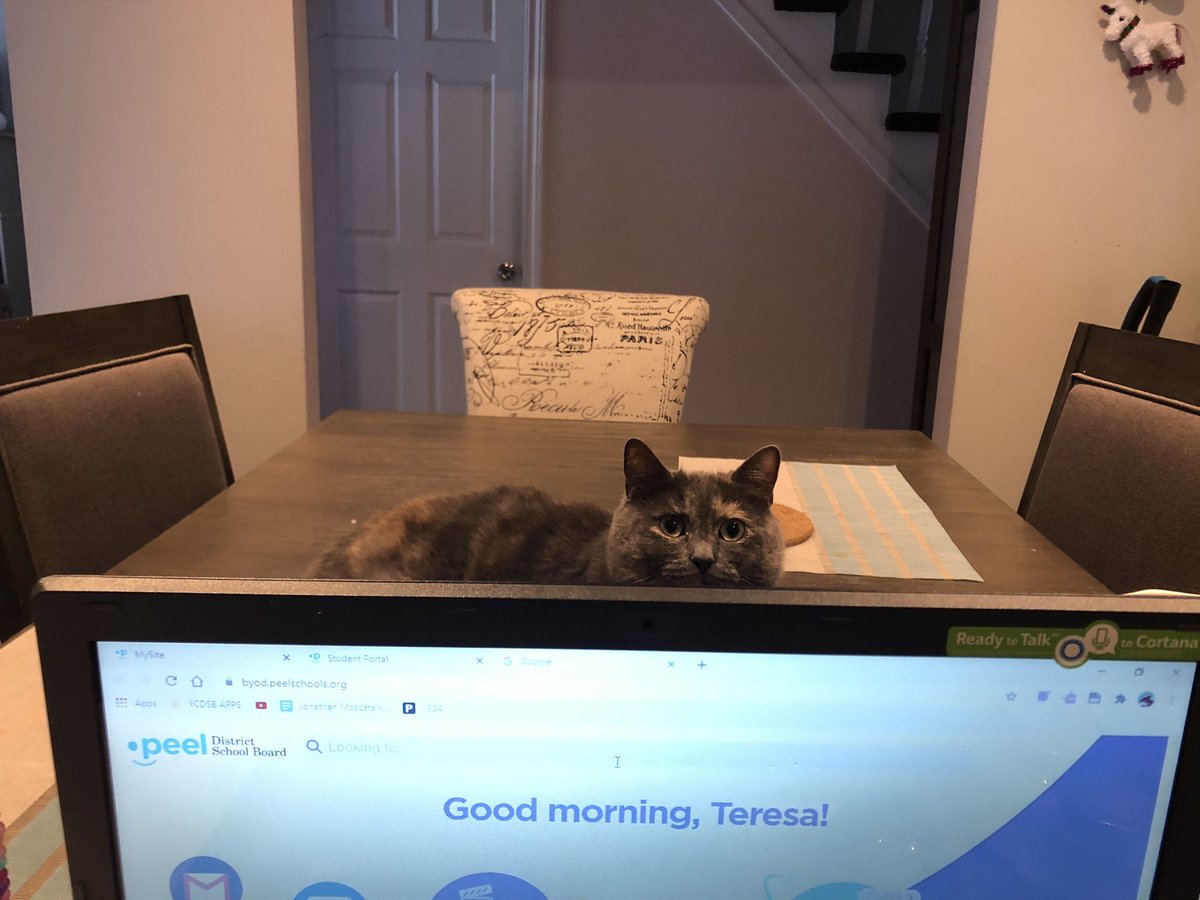 TweetypieT's tweet photo. Chloe ready for our Google meet this morning. #onlineteaching #Kindergarten @CountrysidePDSB @PeelSchools @OPSEU2100 https://t.co/3L1PK873m9