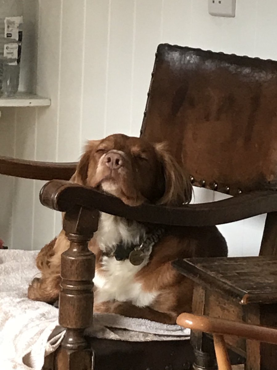 HendricksDog tweet media