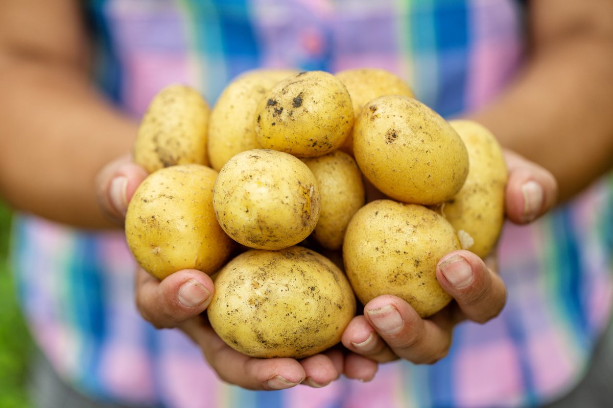 potatoes_za's tweet photo. "There is no medicine against old age." (Ghanaian Proverb)
This #ThankfulThursday we salute those who have gone before us, ploughing, planting, harvesting to feed Earth's inhabitants.
#Siyabonga #Thanks #Dankie #Tenkey #Realeboga #Shukran #Danke #Misaotra #Merci #Zikomo https://t.co/Em03OOqIz8