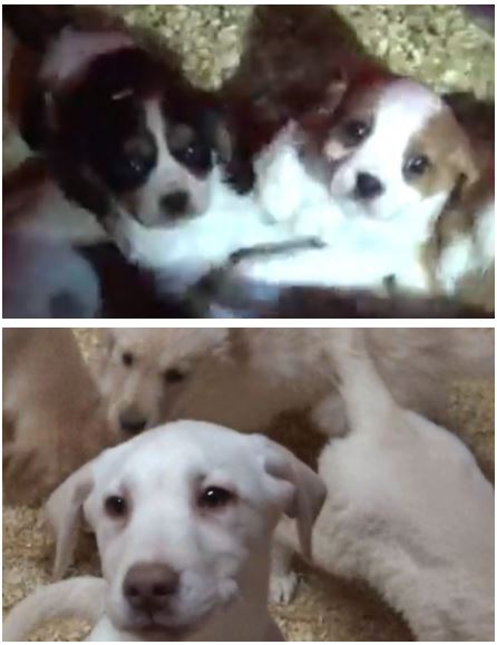 Three people have been arrested after drugs and a stun gun device were seized, as part of an investigation with our partner agencies into the alleged illegal breeding and sale of puppies in west Kent. #Hadlow #Yalding kent.police.uk/news/kent/news…