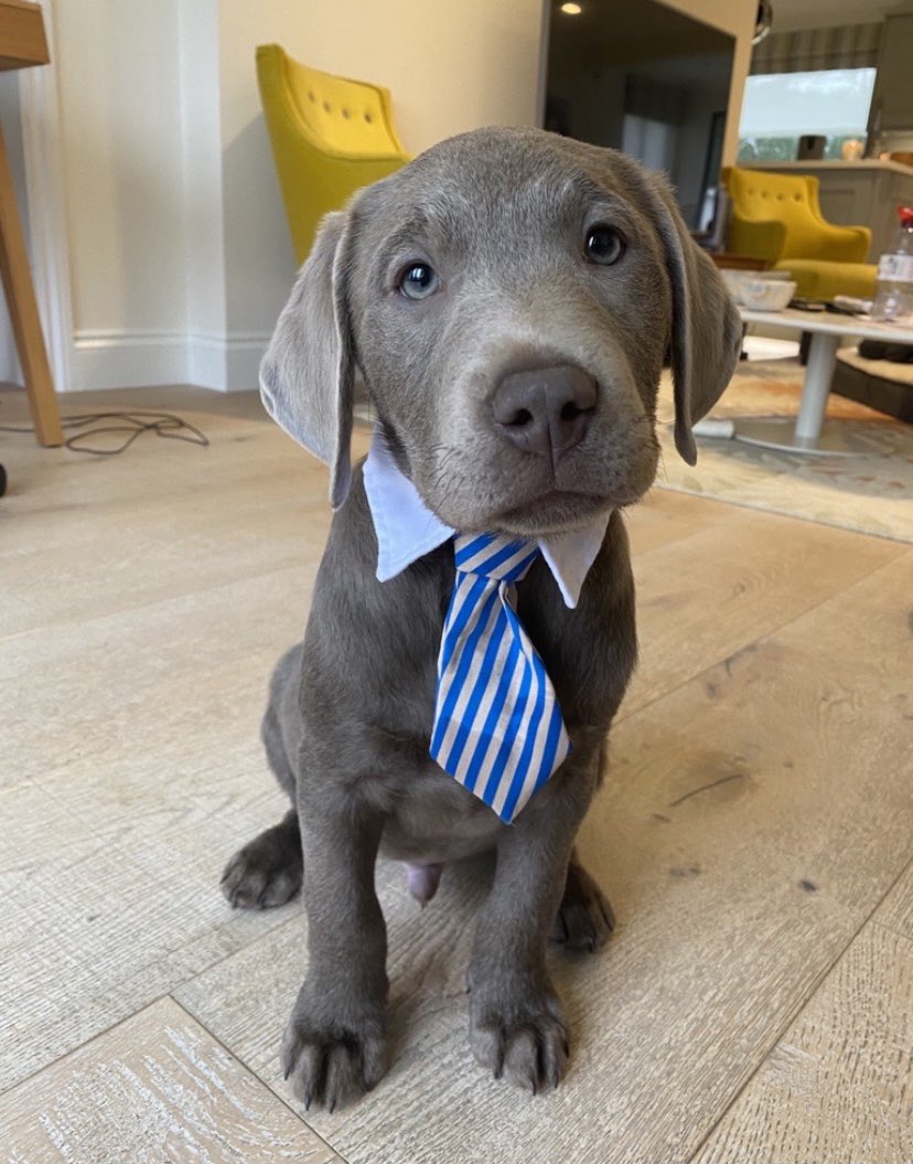 absolutelyben's tweet photo. Sharing all the cuteness for #DressUpYourPetDay 🐾 https://t.co/OfIoWdDpbH
