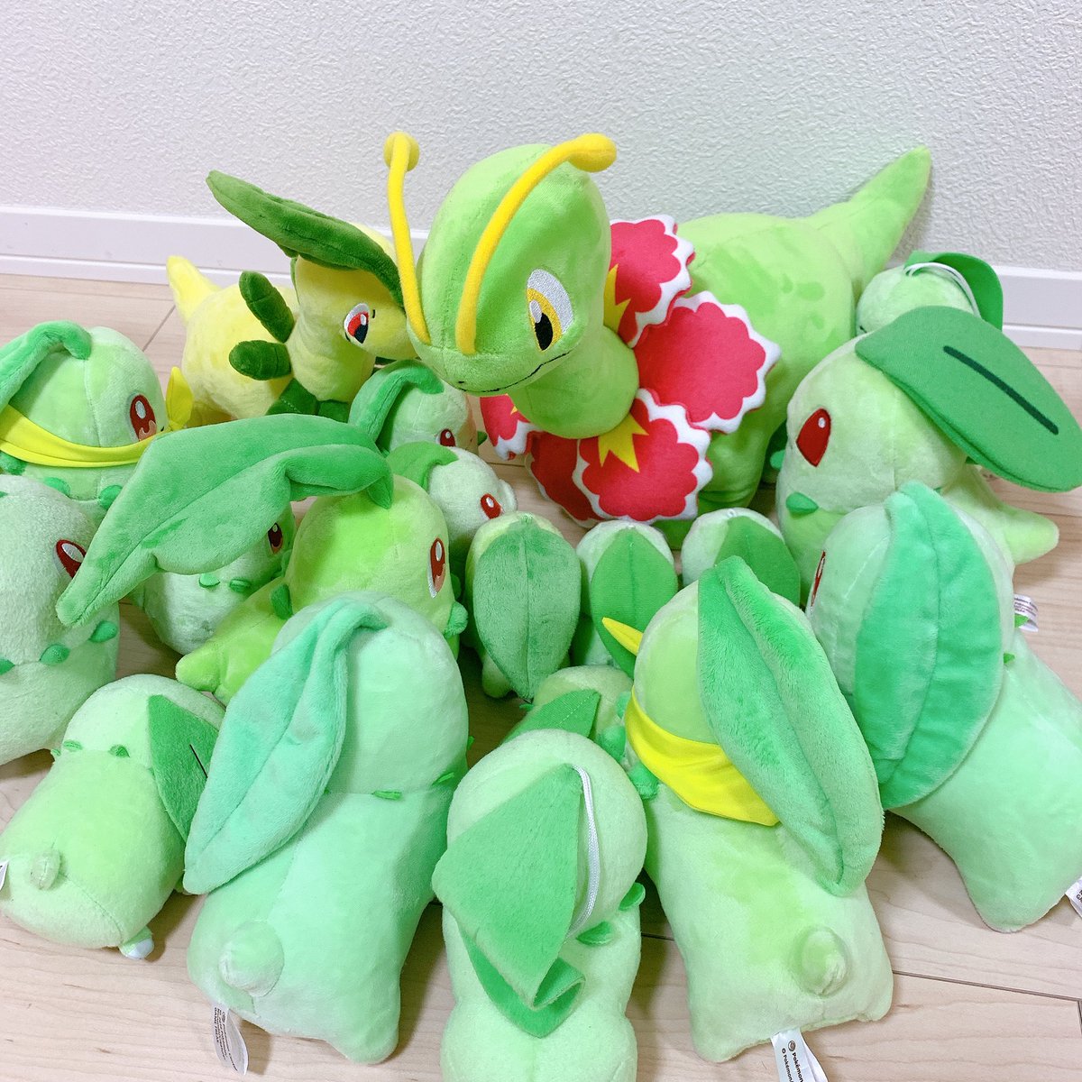 ぷにチコ Auf Twitter ポケモンスナップのメガニウムは公式絵より触覚が長いし サイズもデカイ きっと人里離れたチコリータの村みたいなところで自然豊かな育ち方したんだろうな ぷにチコ Auf Twitter ポケモンスナップのメガニウムは公式絵より触覚が長いし サイズもデカイ きっと人里離れたチコリータの村みたいなところで自然豊かな育ち方したんだろうな