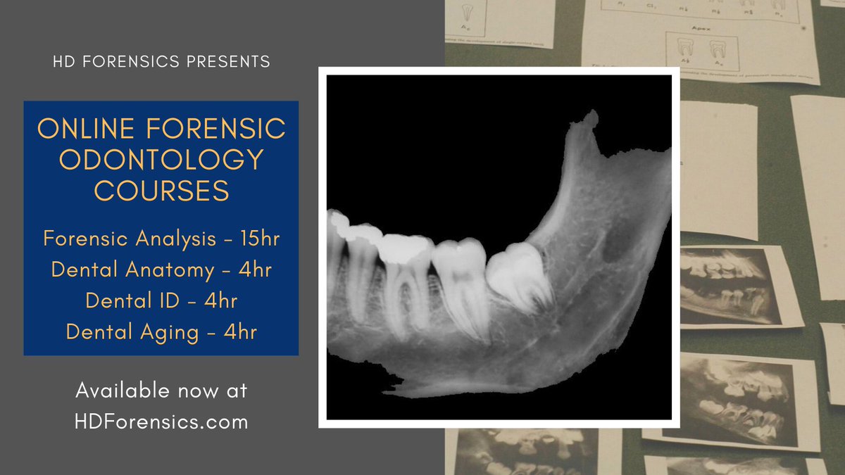 forensics_hd's tweet photo. HD Forensics is now offering four ONLINE forensic odontology training courses! Check out https://t.co/yaoQ44HNe9 to learn more and to register #forensic #anthropology #odontology #online #dental #anatomy #identification #aging #forensicscience https://t.co/vuVztx1BIS