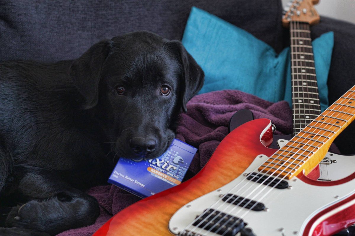 ArthurCunanan's tweet photo. @ElixirStrings Guitars &amp; pet https://t.co/js3a0XaTBQ
