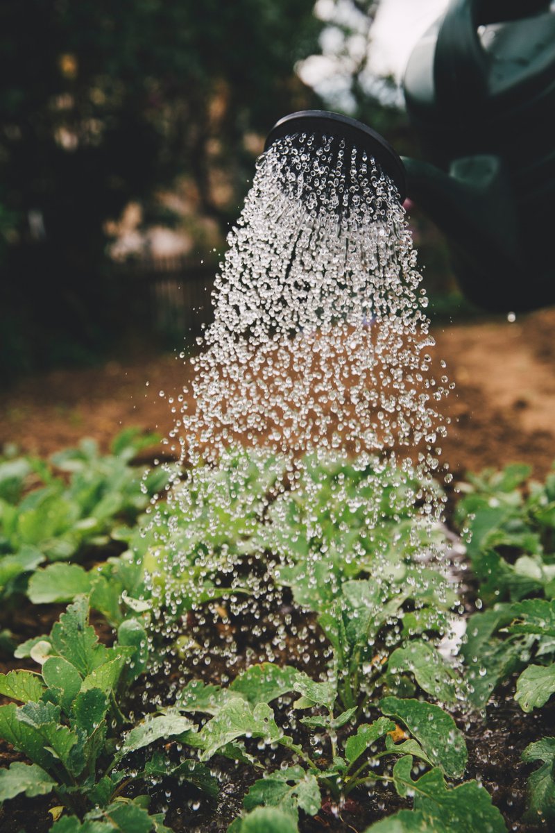 BAGDcourses's tweet image. The need for environmentally sensitive design has become greater and in #gardendesign one area we can focus on is water management. 🏡💧
Take a look at our tips on creating a sustainable garden: bit.ly/3esGDtY  

#gardendesigntips #sustainablegarden #BAGD